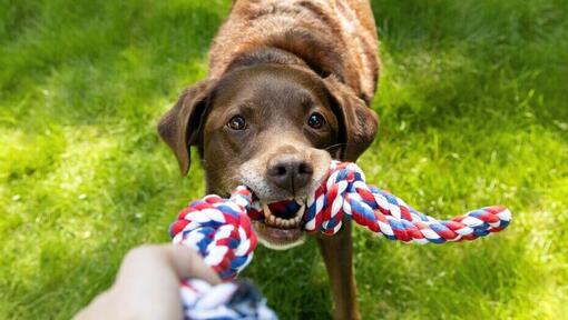 Chew toys store for senior dogs